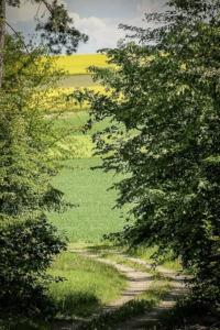 Wieder hinaus an den Waldrand