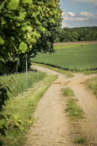 Weg zwischen Wald und Feldern