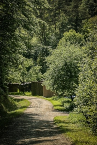 Weg durch den Wald