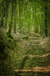 Hohlweg im Wald