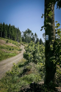 Höhenweg mit viel Licht