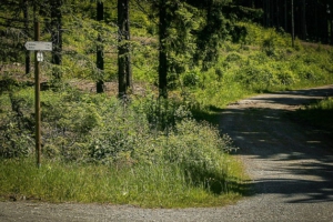 Weg wieder im Wald