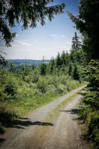 Wald und freie Flächen wechseln sich ab