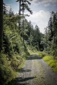 Breiter Wald-Fahrweg am Hang entlang