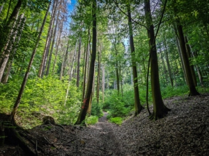 Hohlweg, der am Moritzberg bergan führt