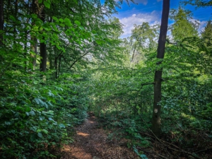 Kurzes Steilstück am Moritzberg wandern Sie hinab bis zum nächsten Wegweiser