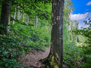 Weg führt an Lichtung entlang