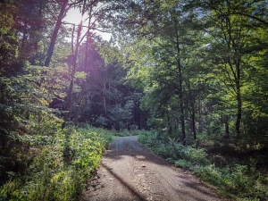 Weg im Wald sanft bergan