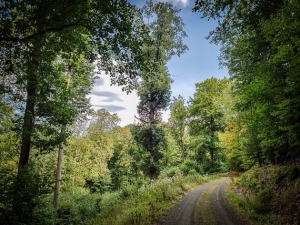 Waldweg langsam bergan