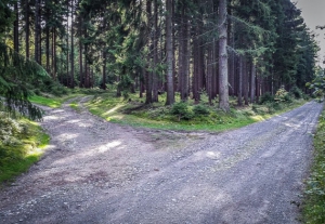 Weggabelung im Wald