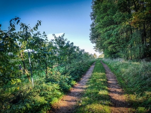 Waldrand neben Streuobstplantage