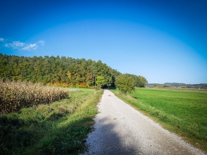 Weg hinüber zum Waldrand