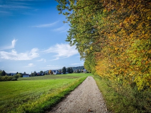 Herbstlicher Waldrand bei Stöckach