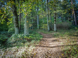 Wanderweg in den Wald