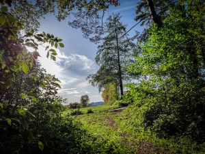 Weg aus dem Wald hinaus