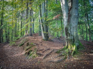 Weg auf der Böschung nach oben