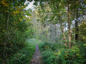 Schmaler Pfad im Wald