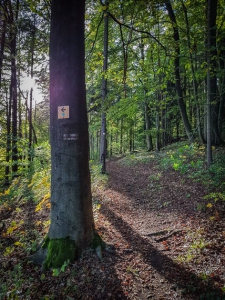 Wegweiser am Baum