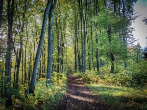 Weg oben an Lichtung entlang