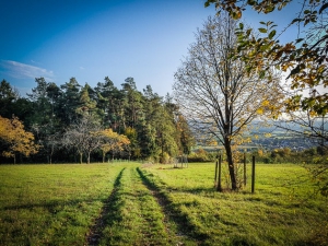 Weg aus dem Wald hinaus