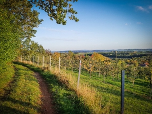 Streuobst-Plantage am Hang