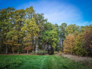 Weg führt oben in den Wald