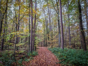 Dem Weg im Wald geradeaus leicht bergab folgen