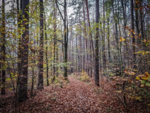 Laubweg durch den Wald führt sanft bergab