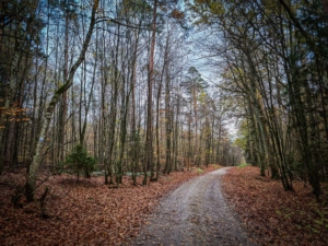 Breiter Forstweg der in Richtung Waldrand führt