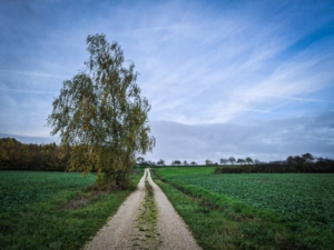 Bergauf an Birke vorbei