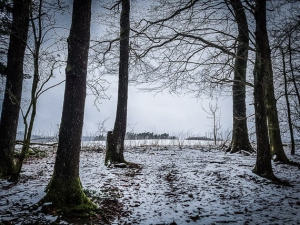 Raus an den Waldrand
