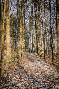 Weg im Wald am Hang entlang