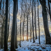 Winterlicher Wald hinter Almerswind