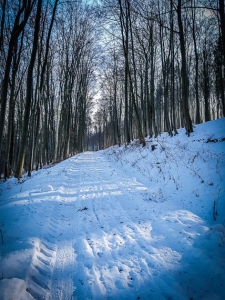 Weg im Wald bergan