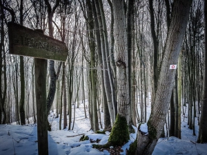 Rückweg durch den Wald