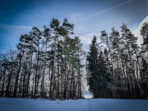 Weg durchschneidet Waldstück