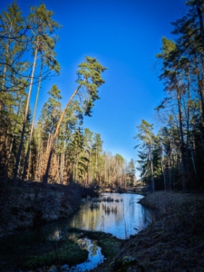 Dunkler Waldweiher