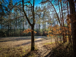 Weg über die Waldschneise