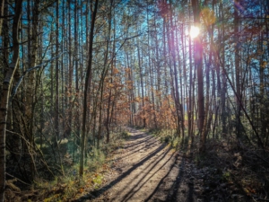 Weg durch den lichten Wald mit Blick nach Ungerthal