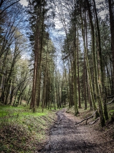 Lichterer Weg bergauf