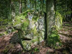 Fels im Wald schaut Sie an