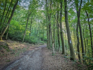 Weiter Weg im Wald bergauf