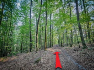 An erster Gabelung im Wald nach rechts oben