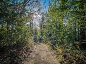 Weg im Wald fällt deutlich bergab