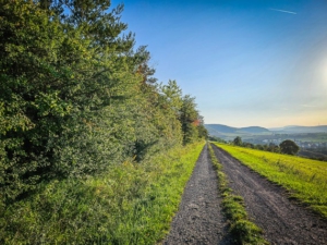 Am Waldrand und langer Hecke entlang