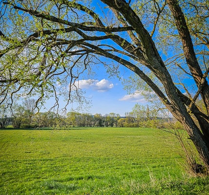 Grüne Wiesen am Mainzusammenfluss