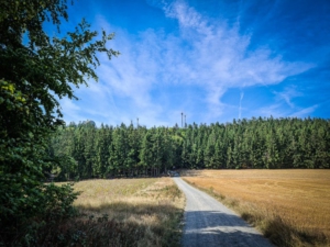 Bis zum nächsten Waldrand