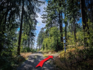 Im Wald dann bergauf abbiegen