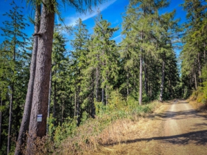 In den Wald hinein