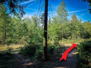 Auf nächstem Forstweg nach rechts oben abbiegen